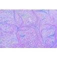 画像3: hc45-264 (3)
